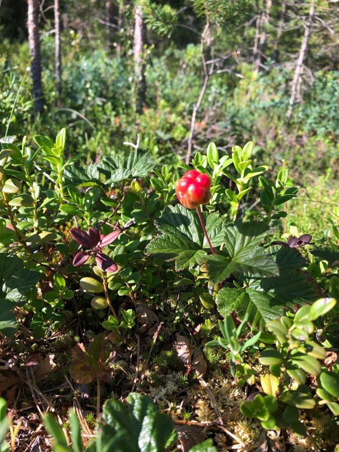 Glampingtaelt Hotell Torsby Eksteriør bilde